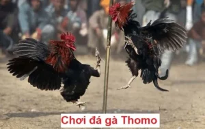 Kinh nghiệm theo dõi đá gà Thomo – quan sát, chọn lọc và bền vững Kinh nghiệm theo dõi đá gà Thomo – quan sát, chọn lọc và bền vững