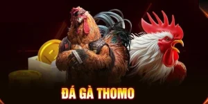 Tìm hiểu đá gà Thomo – nguồn gốc rõ ràng, nhịp theo dõi thực tế Tìm hiểu đá gà Thomo – nguồn gốc rõ ràng, nhịp theo dõi thực tế