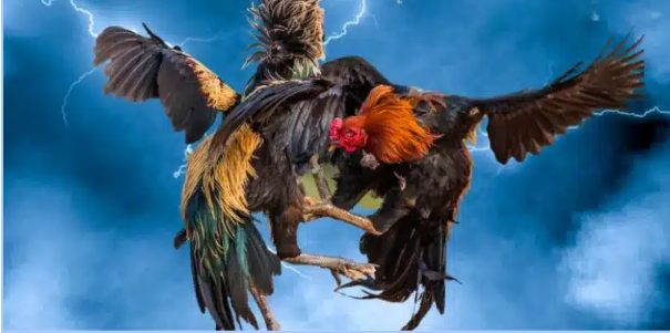 Các sản phẩm giải trí tiêu biểu của nhà cái oxbet