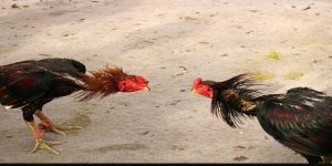 Đá gà Thomo trực tuyến có nguồn gốc ai cũng biết đến Đá gà Thomo trực tuyến có nguồn gốc ai cũng biết đến