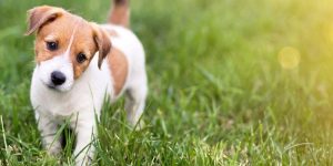 Giải mã khi nằm mơ thấy chó đen