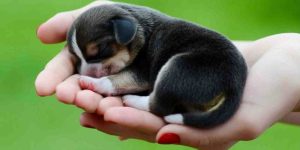 Bí ẩn đằng sau giấc mơ thấy chó