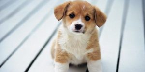 Nằm mơ thấy chó như người bạn