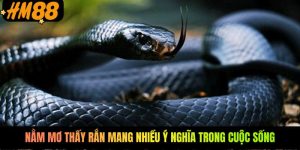 Nằm mơ thấy rắn mang nhiều ý nghĩa trong cuộc sống Nằm mơ thấy rắn mang nhiều ý nghĩa trong cuộc sống
