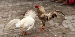 Nhiều loại hình chất chơi Nhiều loại hình chất chơi