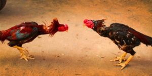 Ưu tiên đúng nền tảng Ưu tiên đúng nền tảng