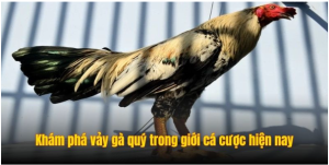 Khám phá vảy gà quý trong giới cá cược hiện nay Khám phá vảy gà quý trong giới cá cược hiện nay