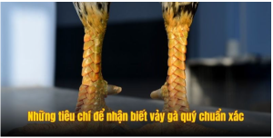 Những tiêu chí để nhận biết vảy gà quý chuẩn xác Những tiêu chí để nhận biết vảy gà quý chuẩn xác
