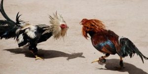 Chiến kê cựa dao mang lại những màn trình diễn nghẹt thở