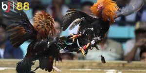 Tỷ lệ thưởng đá gà BJ88 luôn ở mức cao Tỷ lệ thưởng đá gà BJ88 luôn ở mức cao