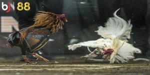 Hãy học cách cược hay từ những chuyên gia hàng đầu Hãy học cách cược hay từ những chuyên gia hàng đầu