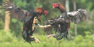 Tìm hiểu quy trình đặt cược đá gà dành cho hội viên