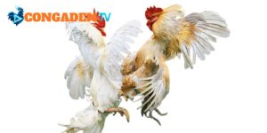 CONGADEN là website cung cấp các trận đá gà chất lượng cao CONGADEN là website cung cấp các trận đá gà chất lượng cao