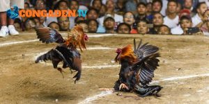 CPC5 nổi bật với những trận đấu cân tài cân sức CPC5 nổi bật với những trận đấu cân tài cân sức