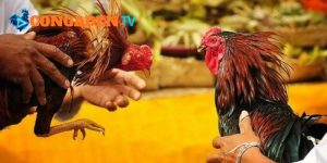 Hệ thống chuyên về đá gà trực tiếp luôn tạo ấn tượng tốt Hệ thống chuyên về đá gà trực tiếp luôn tạo ấn tượng tốt