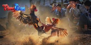 Hệ thống tổng hợp và phát sóng đa dạng các bồ gà nổi bật Hệ thống tổng hợp và phát sóng đa dạng các bồ gà nổi bật