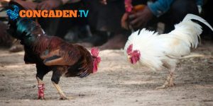 Nền tảng hỗ trợ các tính năng tiện ích khi xem đá gà Nền tảng hỗ trợ các tính năng tiện ích khi xem đá gà
