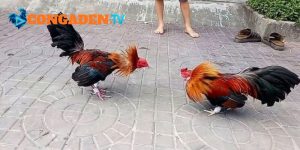 Theo dõi để nắm bắt đầy đủ lịch đấu của các bồ gà nổi tiếng Theo dõi để nắm bắt đầy đủ lịch đấu của các bồ gà nổi tiếng