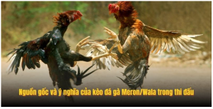 Nguồn gốc và ý nghĩa của kèo đá gà Meron/Wala trong thi đấu
