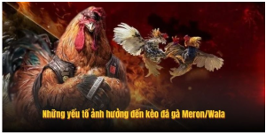 Những yếu tố ảnh hưởng đến kèo đá gà Meron/Wala