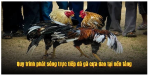 Quy trình phát sóng trực tiếp đá gà cựa dao tại nền tảng Quy trình phát sóng trực tiếp đá gà cựa dao tại nền tảng