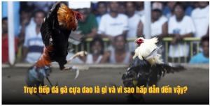 Trực tiếp đá gà cựa dao là gì và vì sao hấp dẫn đến vậy? Trực tiếp đá gà cựa dao là gì và vì sao hấp dẫn đến vậy?