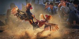 Giải đấu đá gà quy mô quốc tế hấp dẫn đông đảo kê thủ Giải đấu đá gà quy mô quốc tế hấp dẫn đông đảo kê thủ