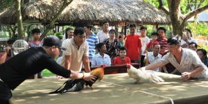 Một số giải đấu đá gà quy mô quốc tế không thể bỏ lỡ Một số giải đấu đá gà quy mô quốc tế không thể bỏ lỡ