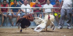 Bỏ túi bí kíp soi kèo và thưởng thức giải đấu đá gà quy mô quốc tế Bỏ túi bí kíp soi kèo và thưởng thức giải đấu đá gà quy mô quốc tế
