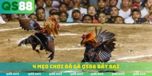 Góc nhìn khi theo dõi đá gà QS88