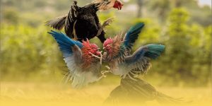 Mẹo đọc trận đá gà tại dola789 giúp nâng cao tỷ lệ thắng Mẹo đọc trận đá gà tại dola789 giúp nâng cao tỷ lệ thắng