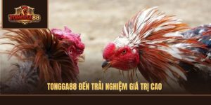 TONGGA88 đến trải nghiệm giá trị cao