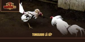 TONGGA88 là gì?