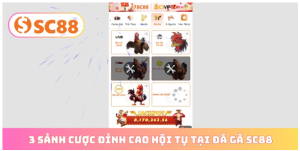 Đá Gà SC88 Đá Gà SC88