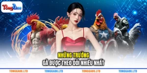 Những trường gà được theo dõi nhiều nhất