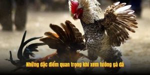 Những đặc điểm quan trọng khi xem tướng gà đá