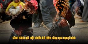 Cách đánh giá một chiến kê tiềm năng qua ngoại hình