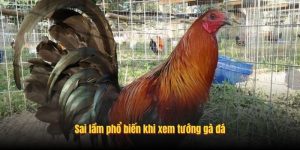 Sai lầm phổ biến khi xem tướng gà đá